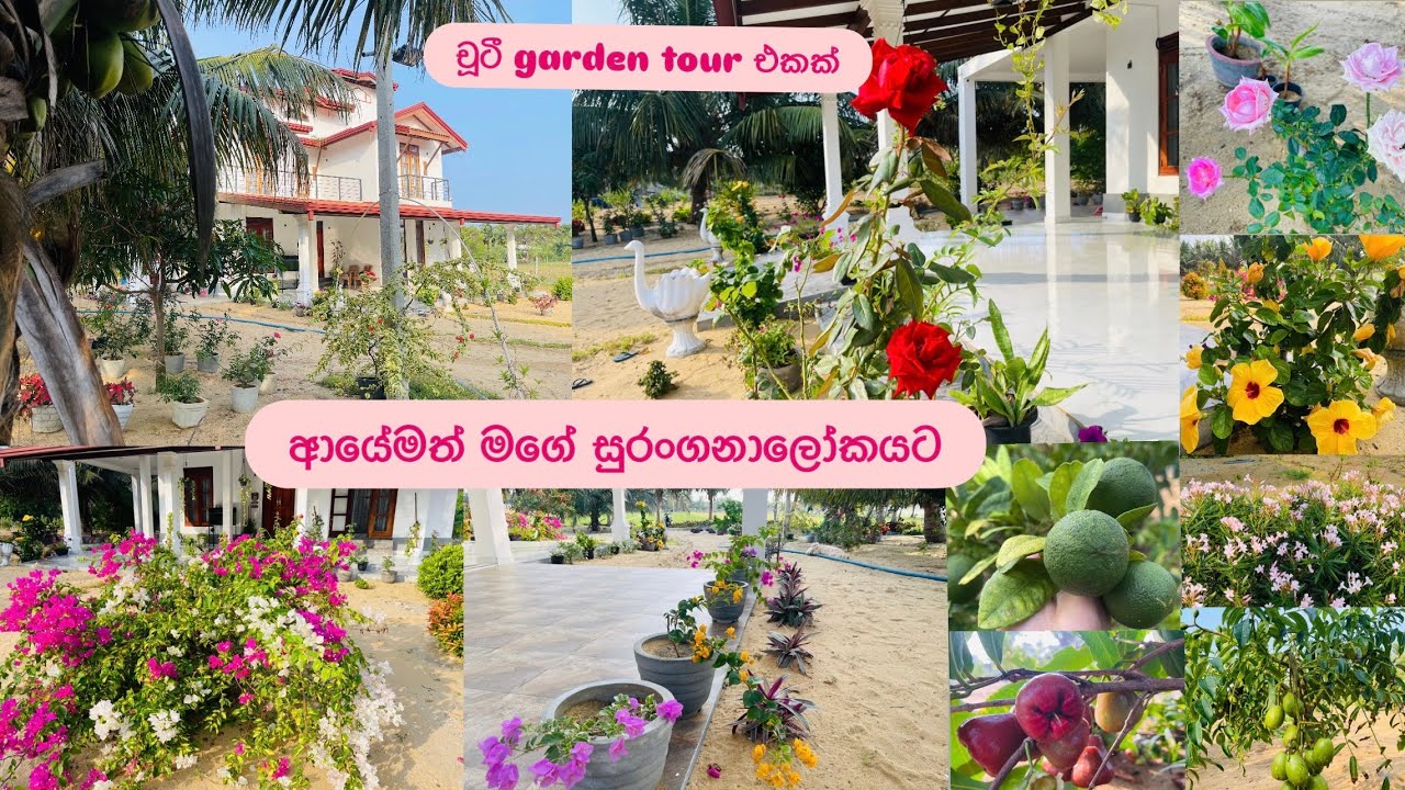 ආයේමත් මගේ සුරංගනාලෝකයට ආවා❤️🏡🐶චූටී garden tour එකක් ගෙනාවා🏡