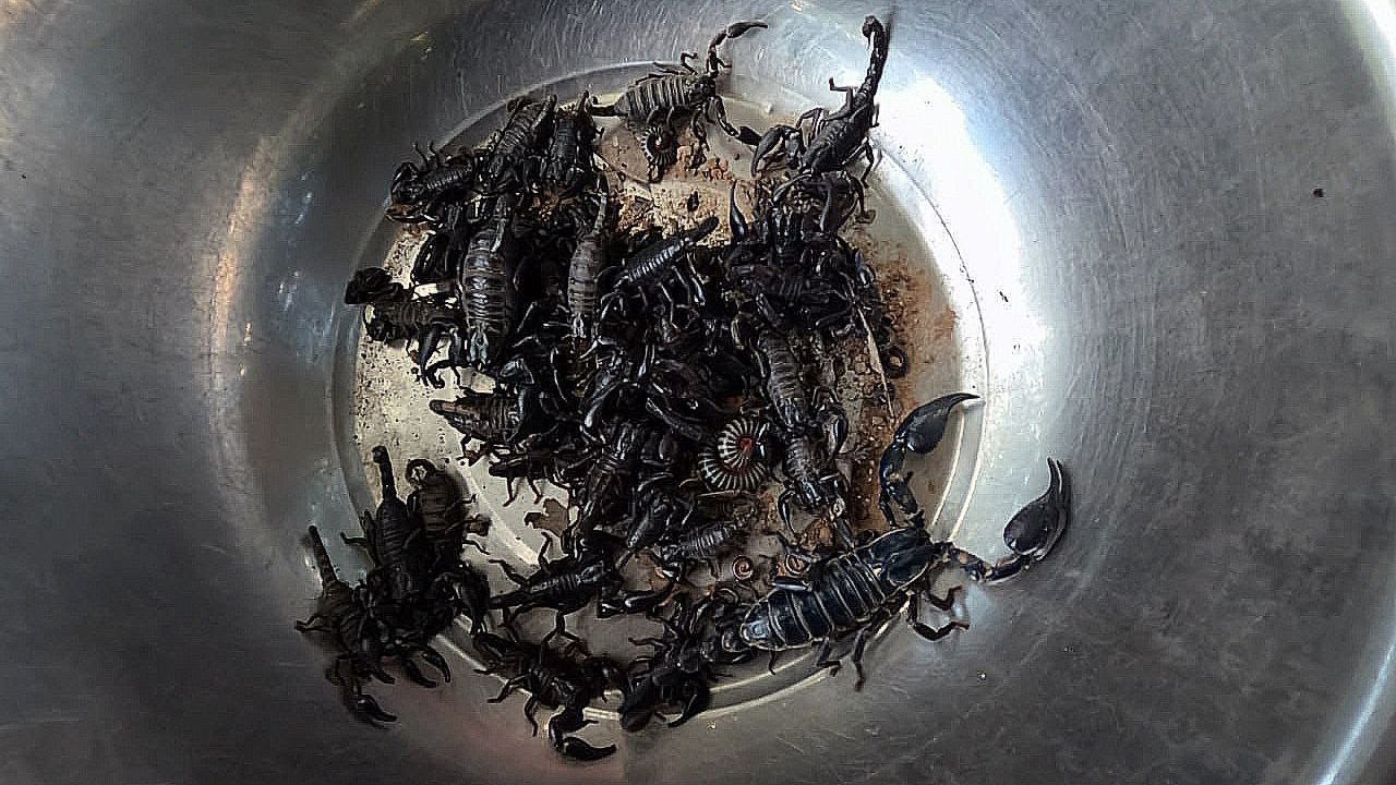 «Невероятная коллекция Scorpion — вы даже не представляете, что произойдет дальше!»