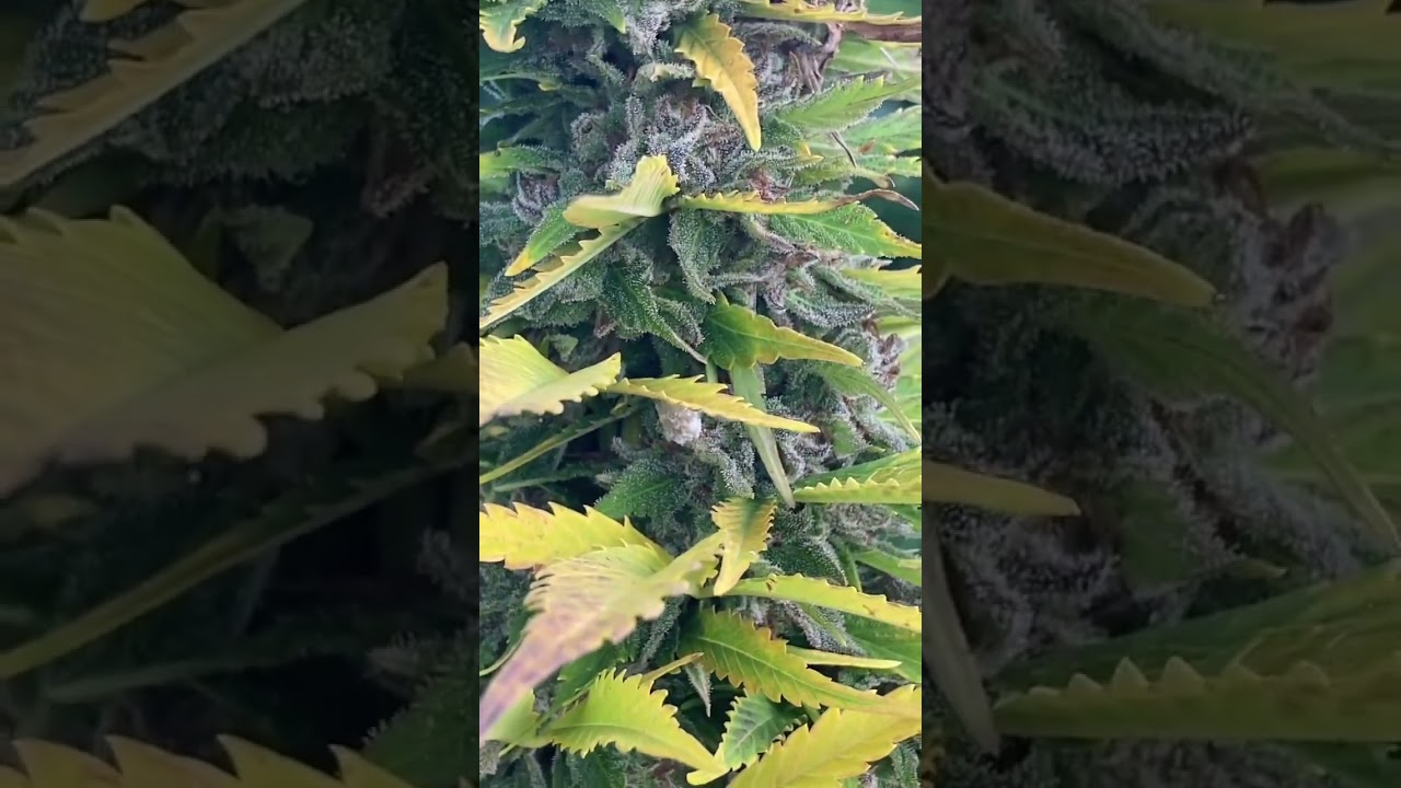 Blueberry