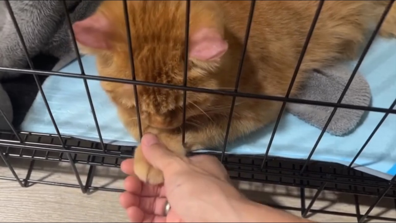 Nobody Could Handle This Cat&mdash;Until She Finally Understood Why He Was So Angry
