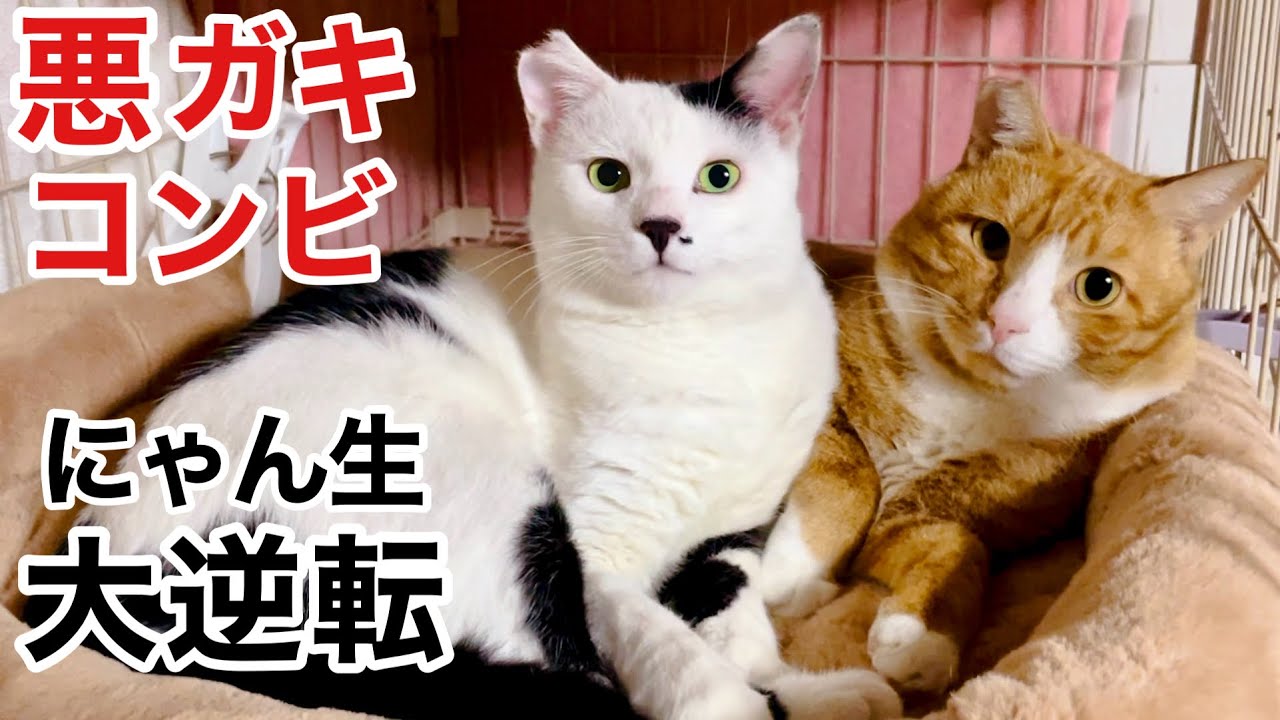 保護猫史上最強の暴れん坊猫‼︎ 悪ガキコンビが里親さんちで大暴れ😱‼︎