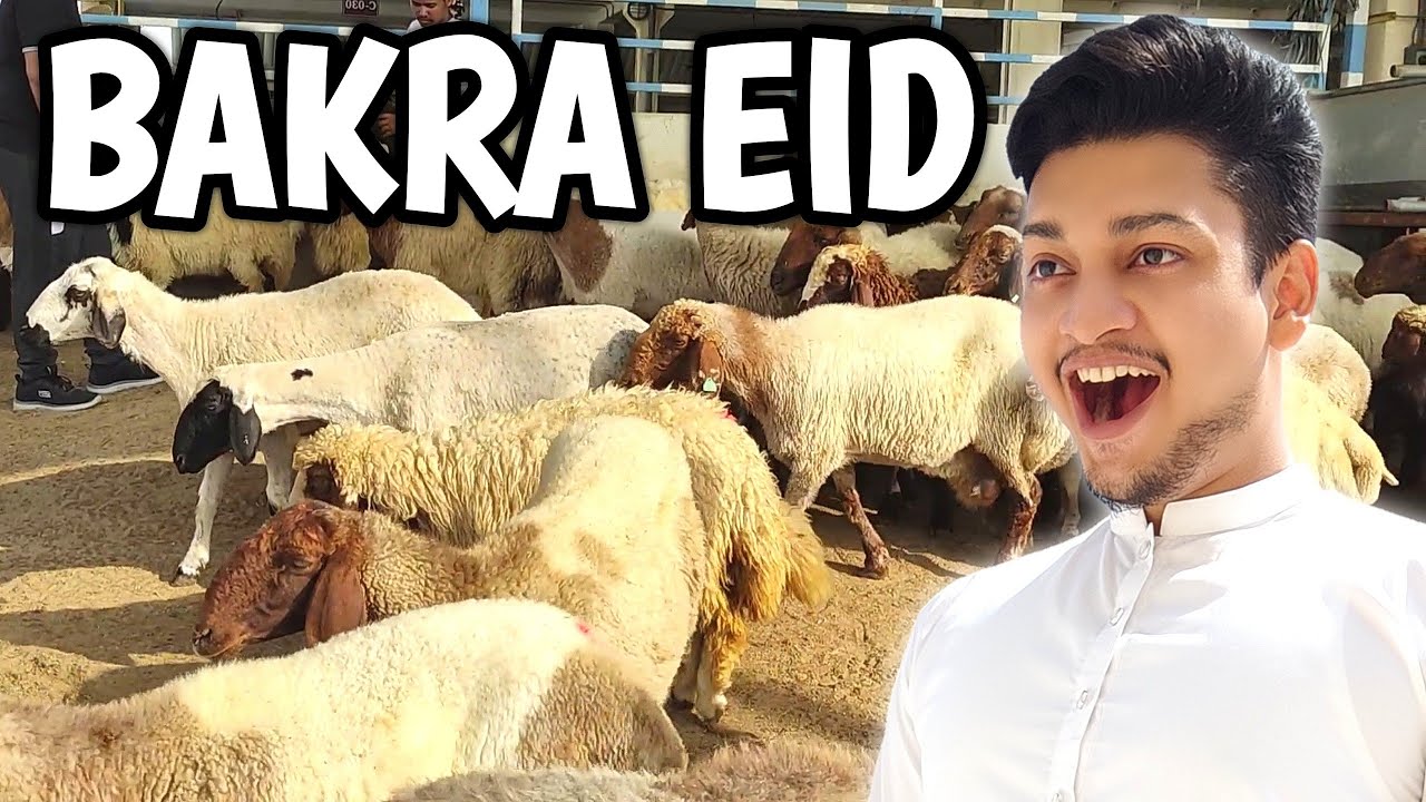 Bakra Eid in Qatar 🐑
