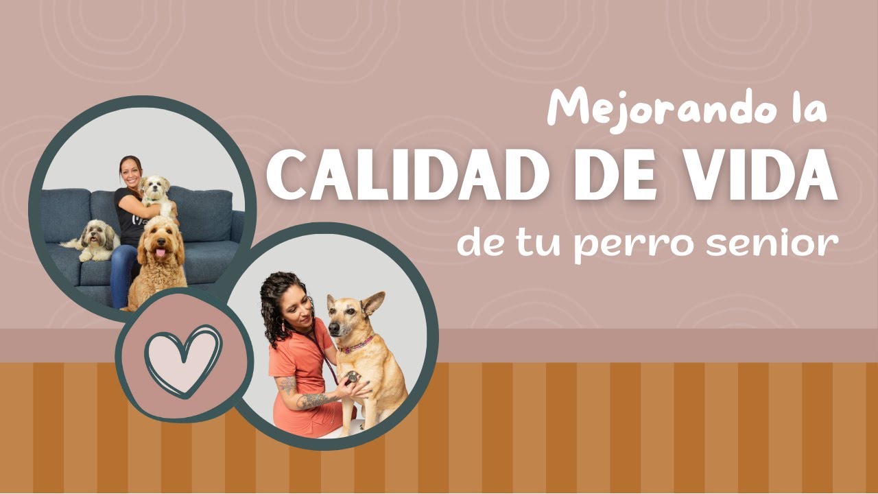 💫 ¿Cómo mejorar la vida de tu perro Senior?
