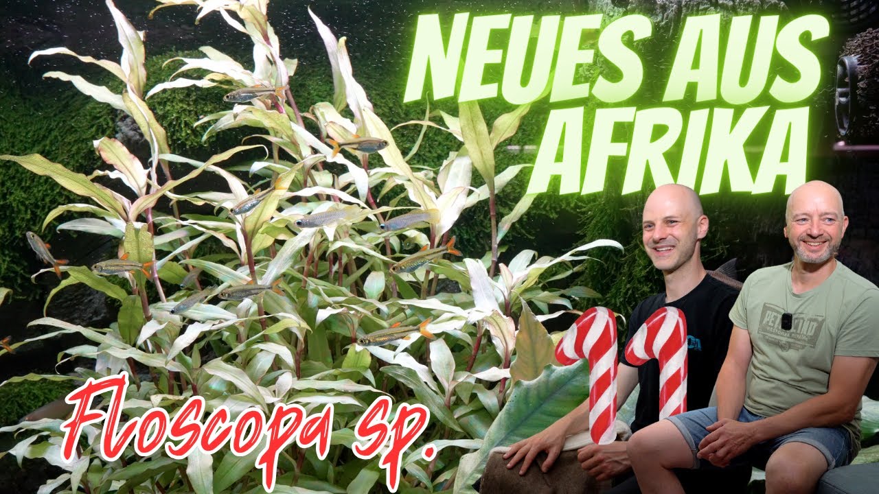Neue Pflanze aus Afrika für Biotopaquarien & Scaping | Floscopa sp. 
