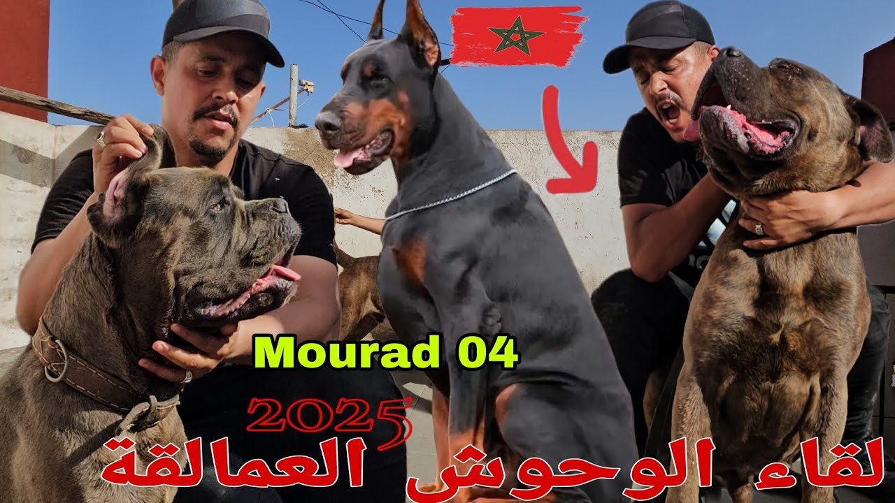 لقاء الوحوش العمالقة🔥 الرعب 🏆ديال بصح مع مولوع وبطل الابطال🏅 مراد 04🏆 واحسن  الحراسة مالنيوا شاربون