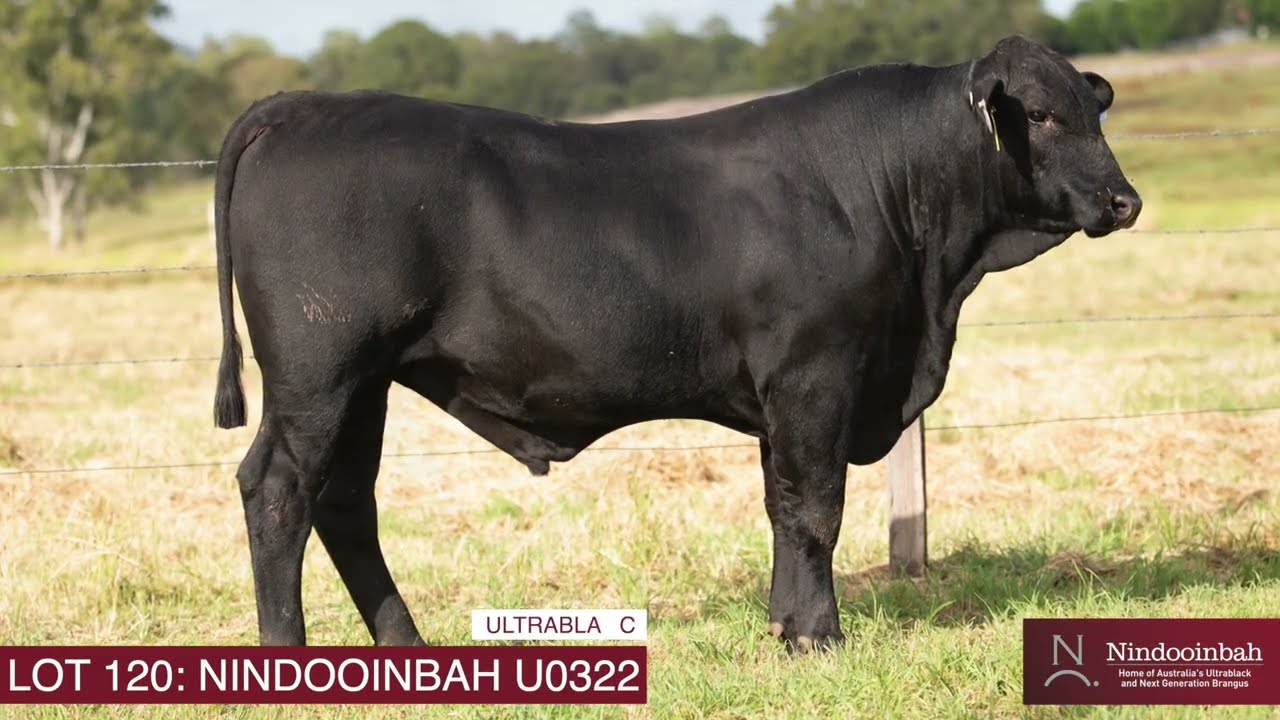 LOT 120: NINDOOINBAH 2025