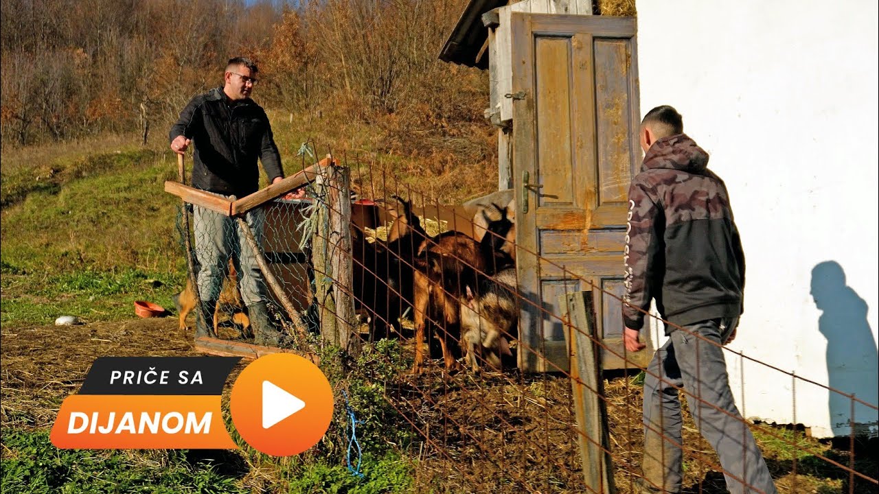 Prodali auto i kupili koze! DANAS OD NJIH ŽIVE!