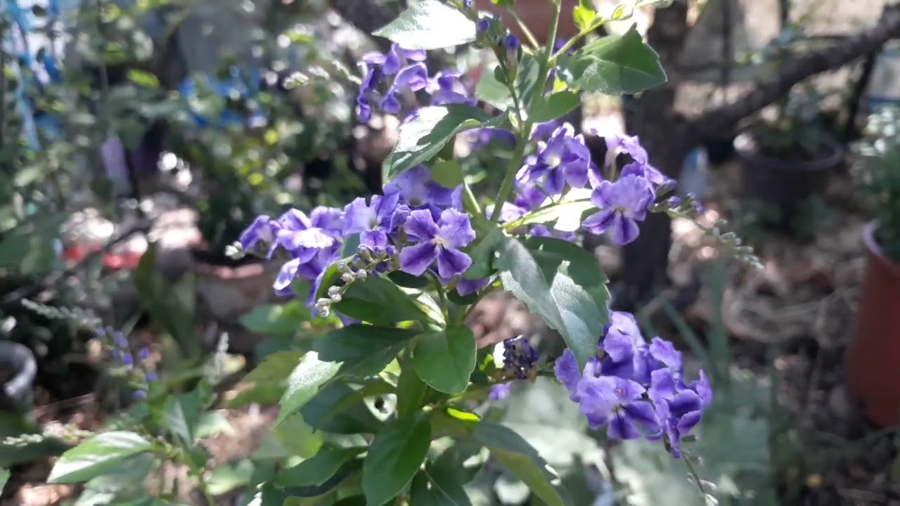 Ağaç Menekşesi - Duranta Erecta