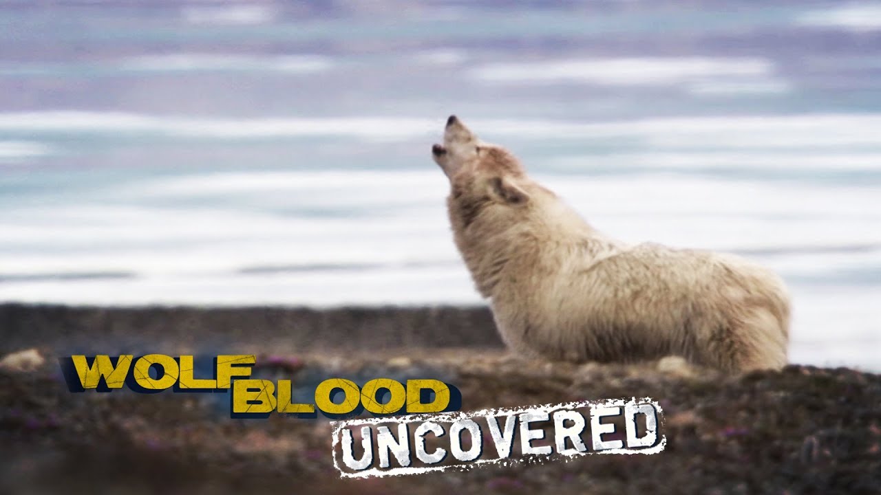 Super Senses | Wolfblood Uncovered