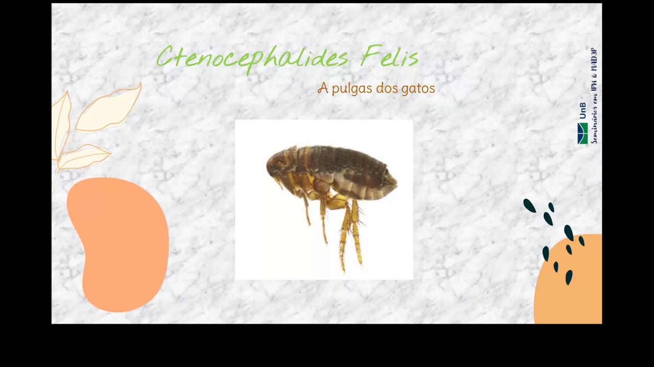 Siphonaptera Pulgas Grupo 5
