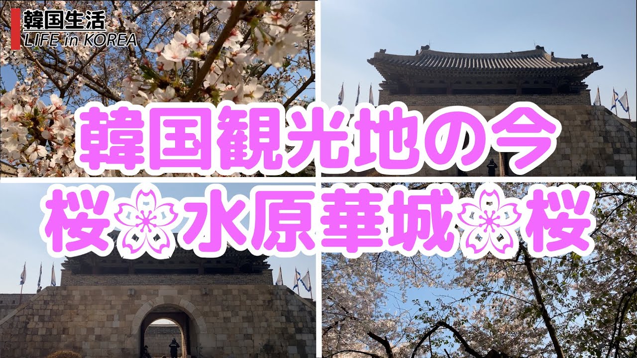 【韓国観光地の今/春/桜】水原華城