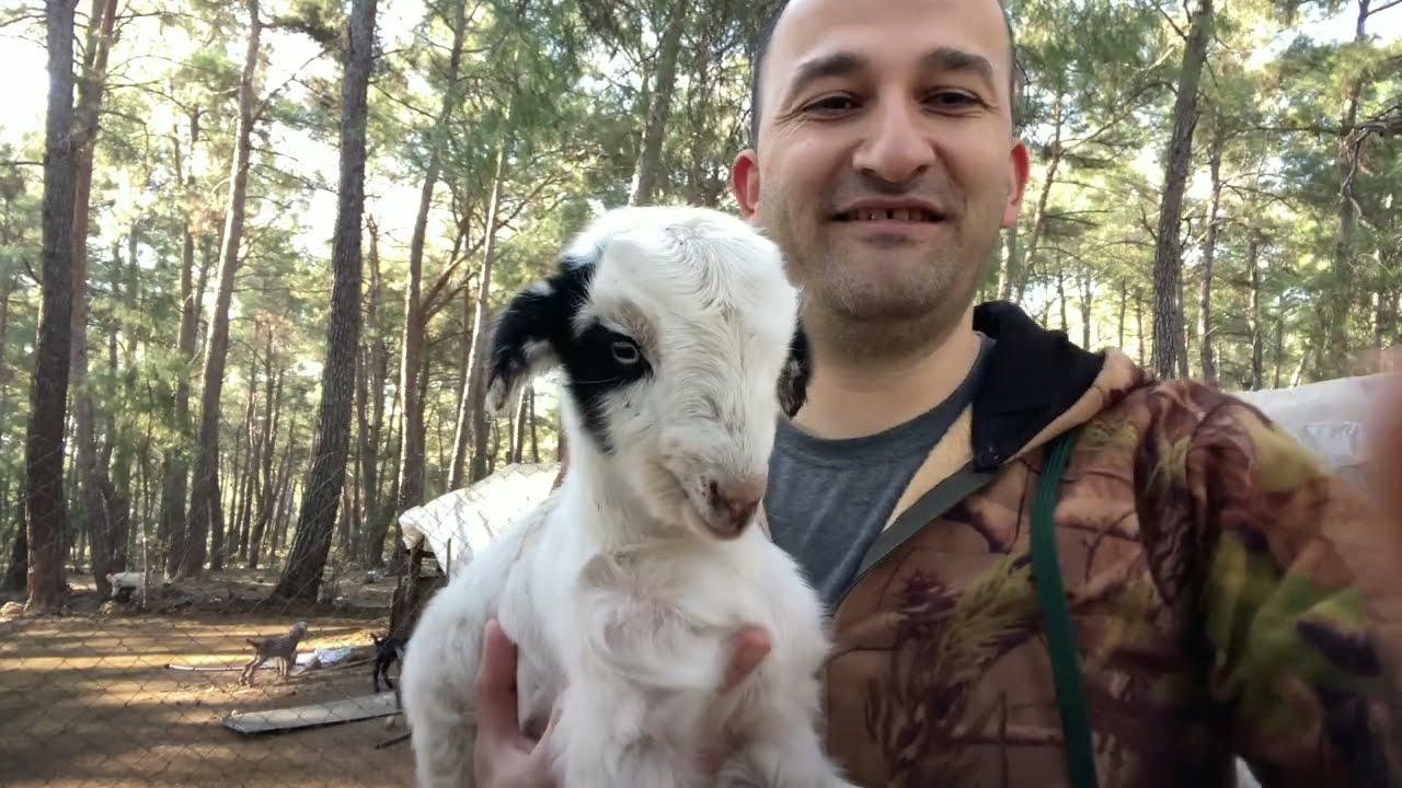 10 GÜNLÜK HONAMLI OĞLAKLARLA NEŞELİ ORMANLAR