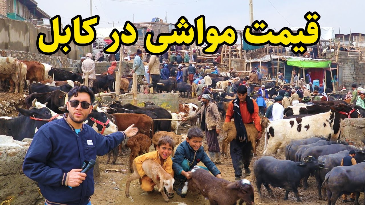 گزارش شیرزی از قیمت گاو و گوسفند در نقاش کابل.