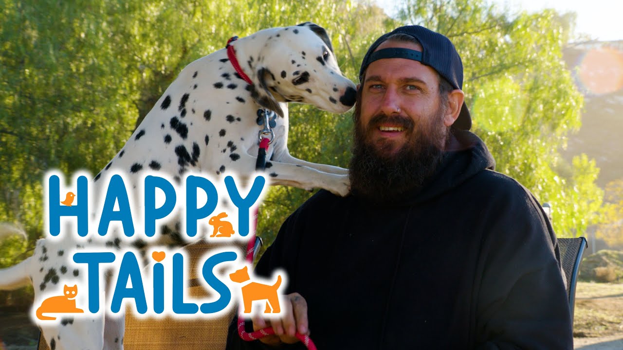 От обретения к вечной жизни: Белла, далматинец — история усыновления в Happy Tails.