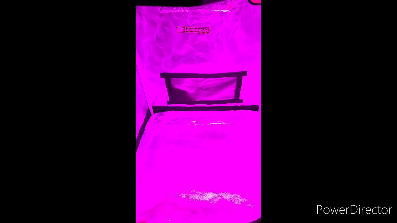 2x2 grow tent //royal cheese auto/ gelato.og kush grow