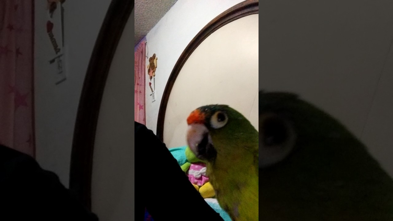 Perico que habla 😊😄🐦