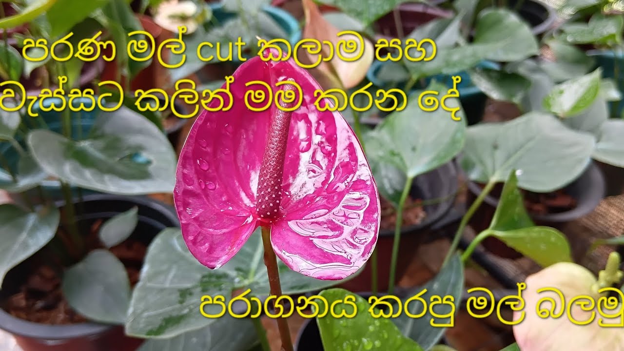 දැනුමට බිදක්......