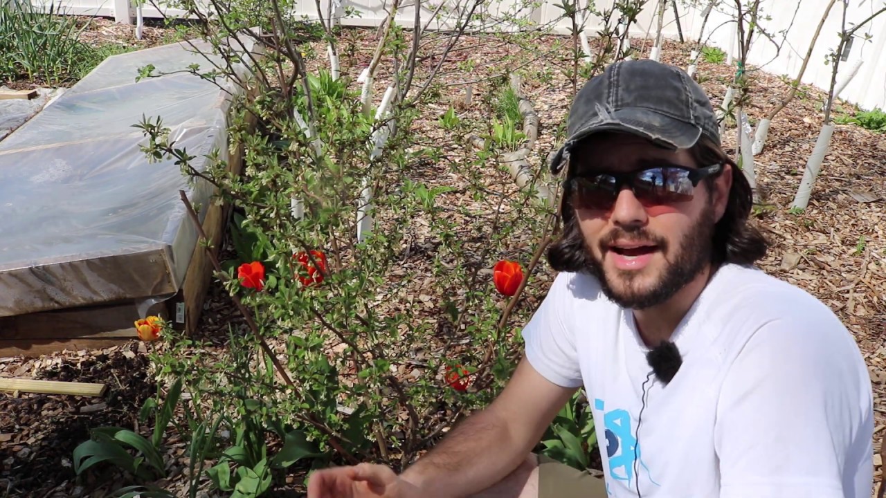 A Preview of the Goumi Berries: One of my Favorites