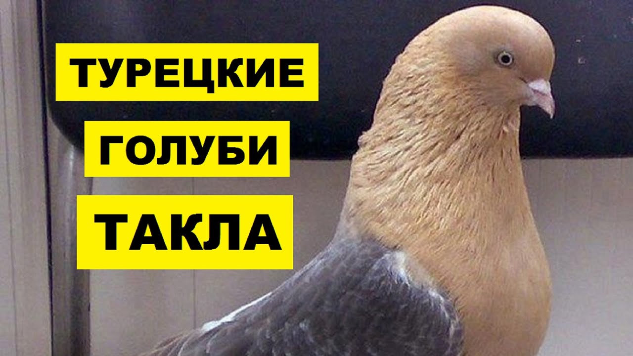 Турецкие голуби Такла особенности и описание породы | Разведение турецких голубей породы Такла
