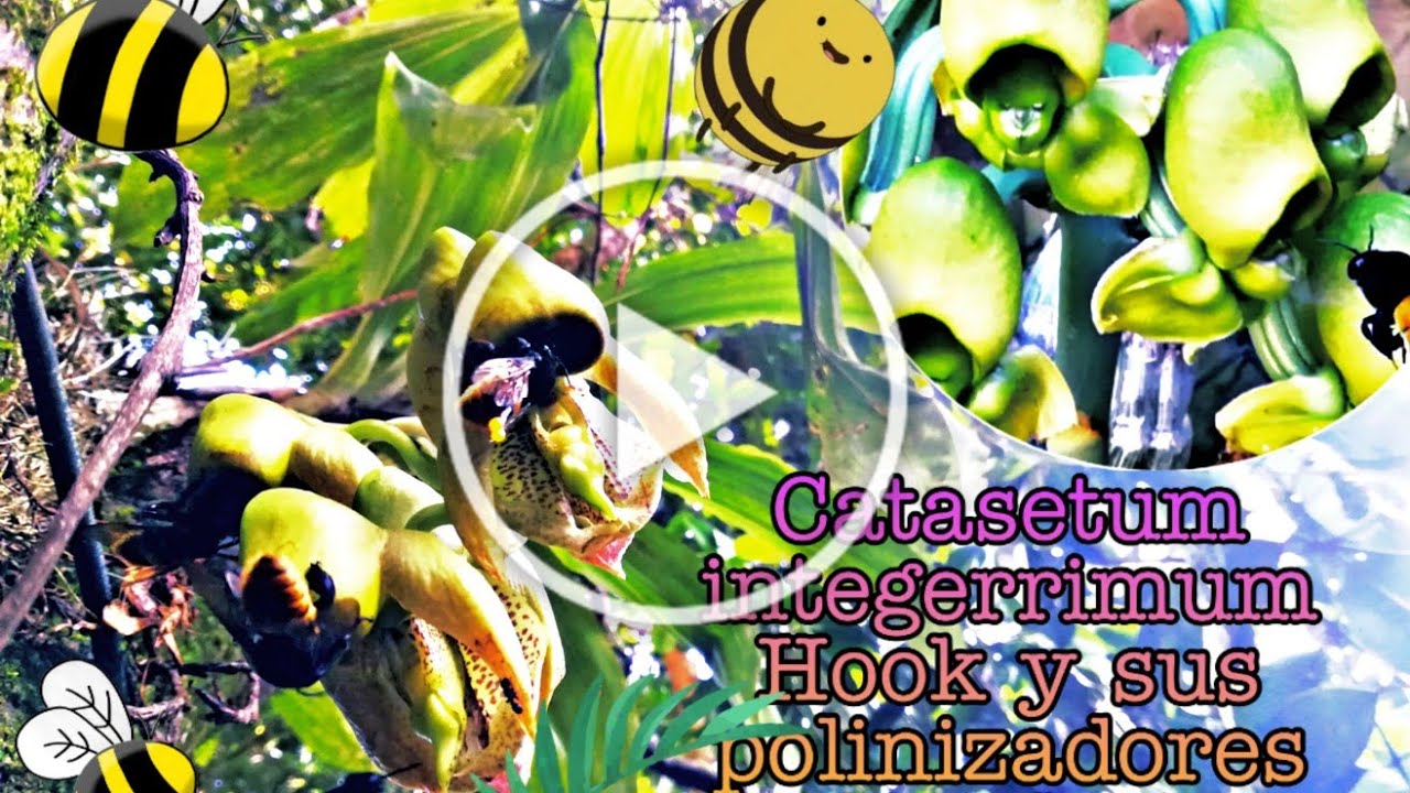 Catasetum integerrimum Hook y sus polinizadores (Apidae)