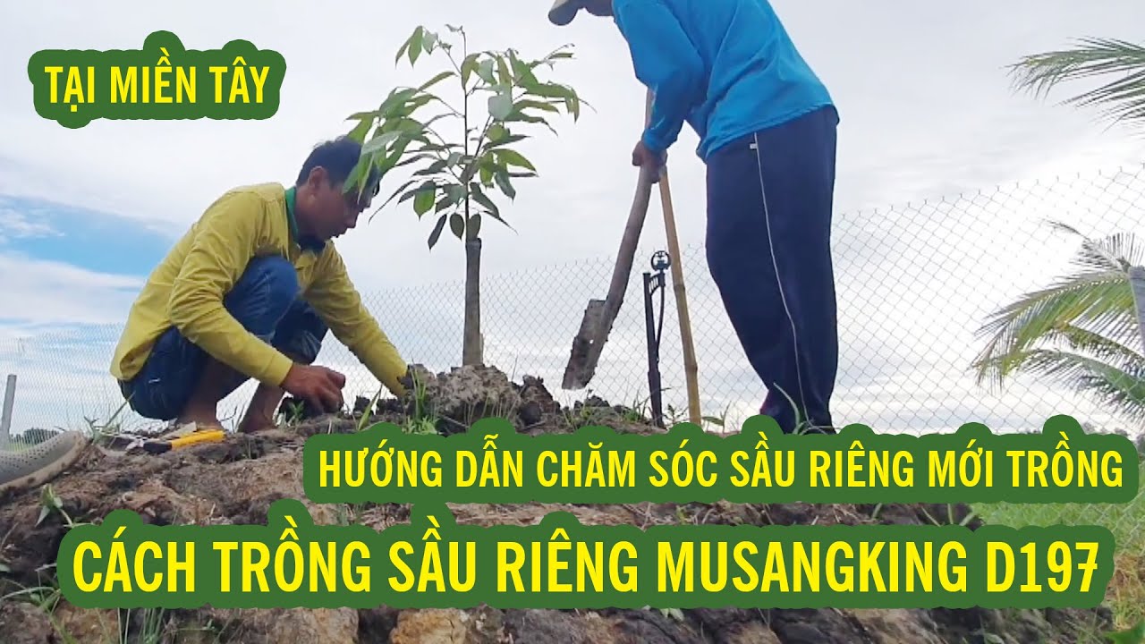 KỸ THUẬT TRỒNG SẦU RIÊNG MUSANGKING TẠI MIỀN TÂY | HƯỚNG DẪN CHĂM SÓC SẦU RIÊNG - SIÊU THỊ CÂY GIỐNG
