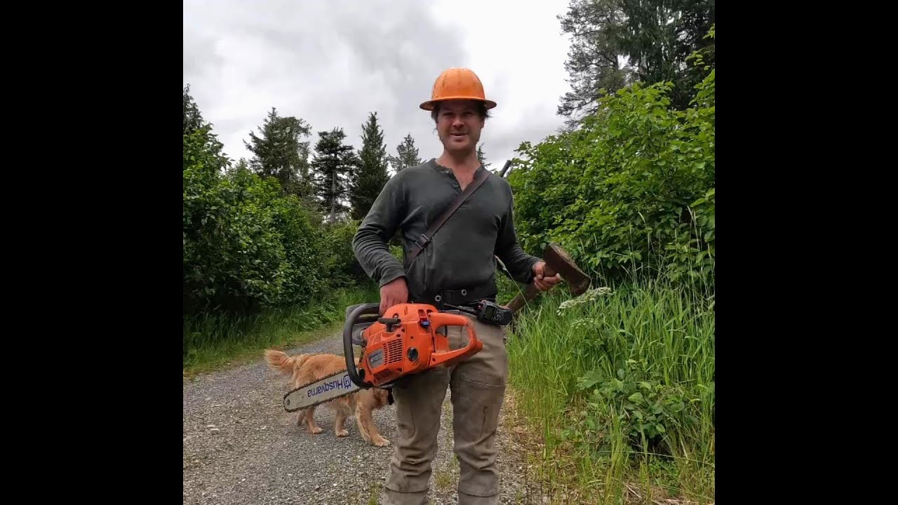 Logging With Sterling  - Day 1 -  Falling at the Yellow Cedar Unit  - Logging Alaska - Husqvarna 460
