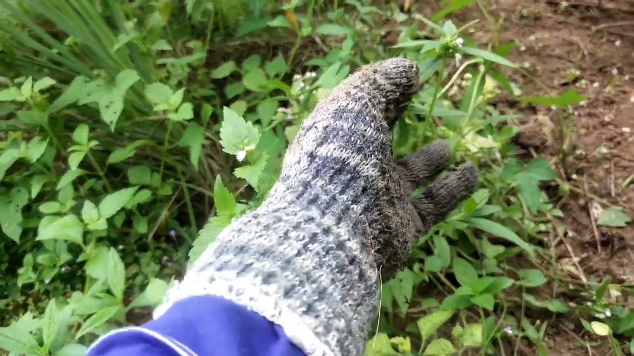 Pembersihan rumput di sela tanaman @cuandaritani