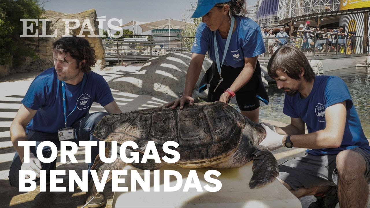 La tortuga boba llega a las playas españolas | Materia