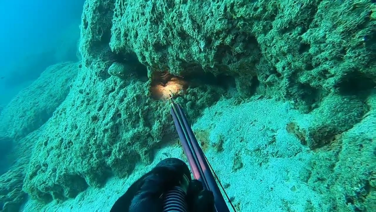 Headshots Spearfishing Zıpkınla Balık Avı Nokta Atışlar White &Gold&Mottled Grouper Beyaz&Kara Lahos