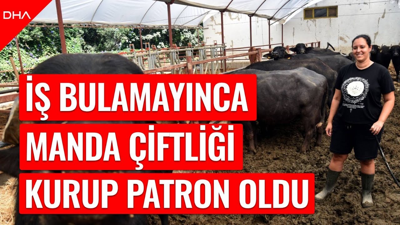 İş bulamayınca kurduğu manda çiftliğinin patronu oldu