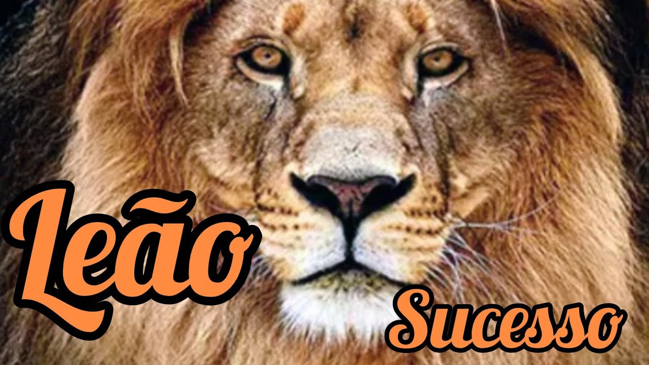 Leão 🦁♌ Termina todo sofrimento em sua vida, muito sucesso chegando....