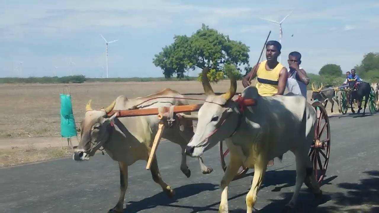 madduvandi பந்தையம்