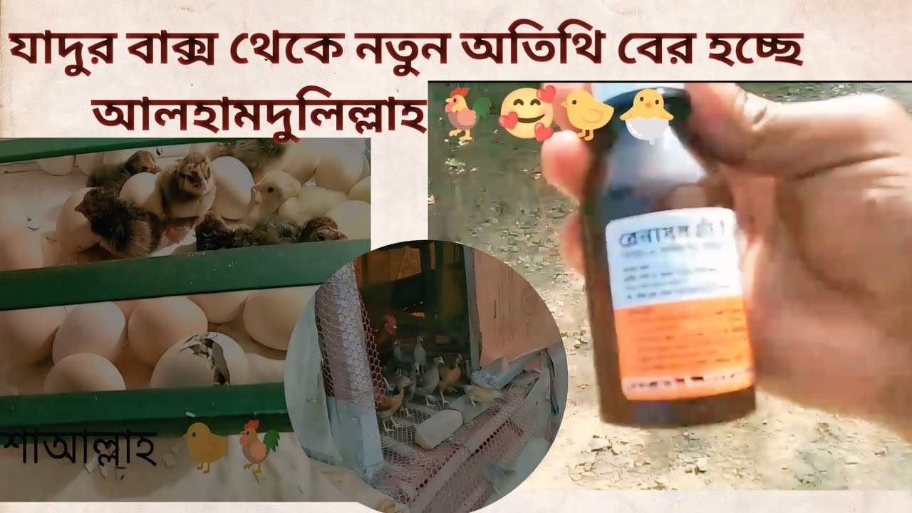 যাদুর বাক্স থেকে নতুন অতিথি 🐣 | আলহামদুলিল্লাহ | মুরগির বাচ্চা ফুটলো