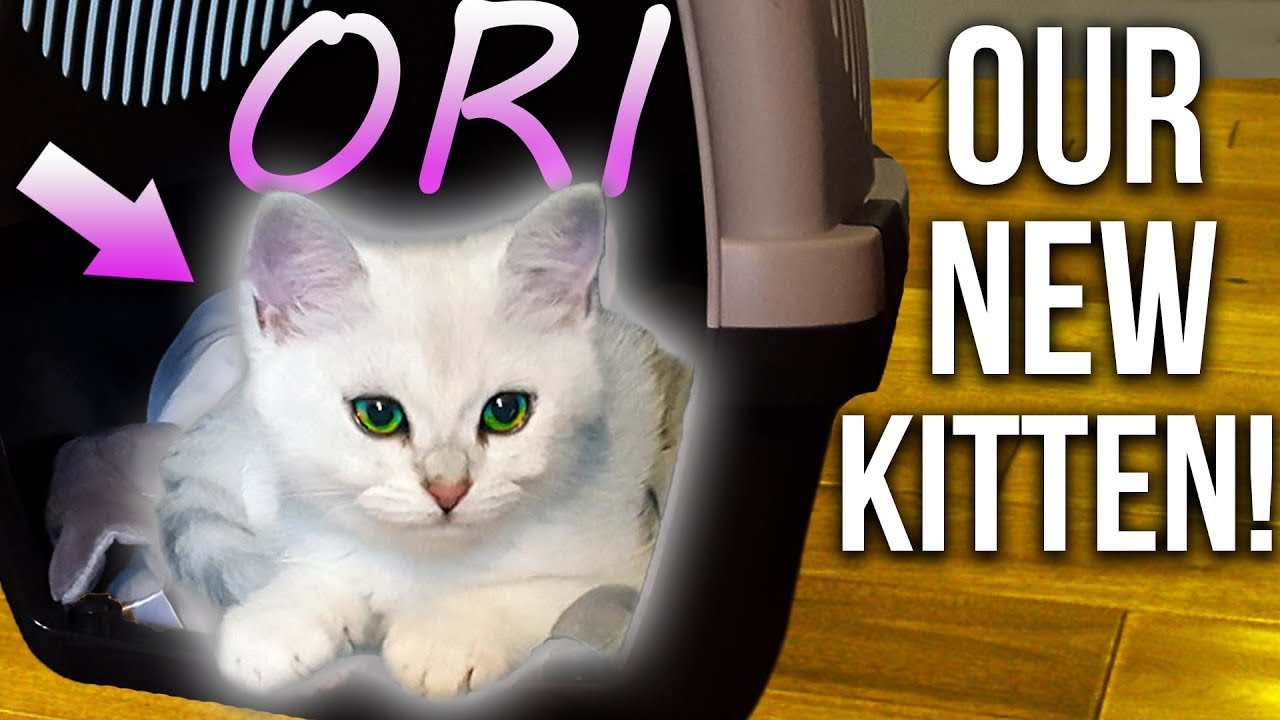 NEW KITTEN HOME FOR FIRST TIME! (British Shorthair Female Silver Shaded)