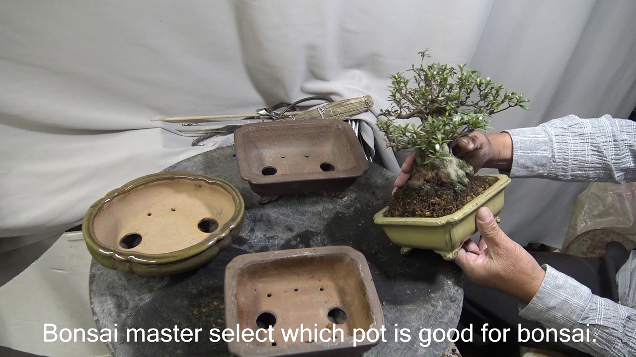Bonsai Master use GYOUZAN pot. Cut, Trim, Re pot. 行山.GYOUZAN.
