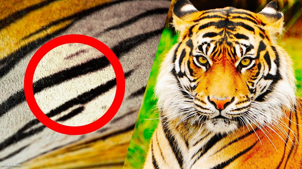 25 ciekawostek, o kt&oacute;rych jeszcze przed chwilą nie miałeś pojęcia