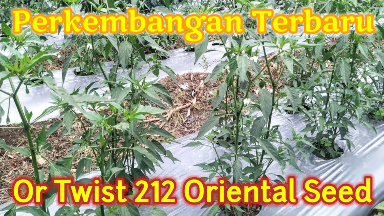 Perkembangan Terbaru Cabe Merah Keriting OR Twist 212 | Benih Sample dari Oriental Seed