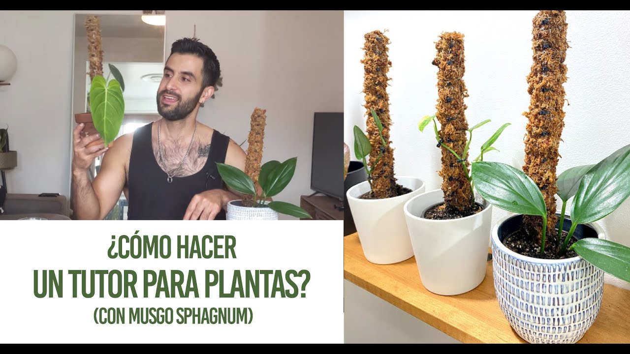 ¿Cómo hacer un tutor de musgo para tus plantas? DIY Fácil tutor para plantas trepadoras de interior!