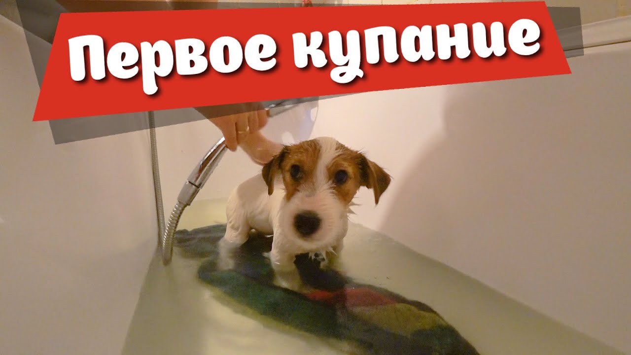 Первое купание! Щенок Джек рассел терьер.