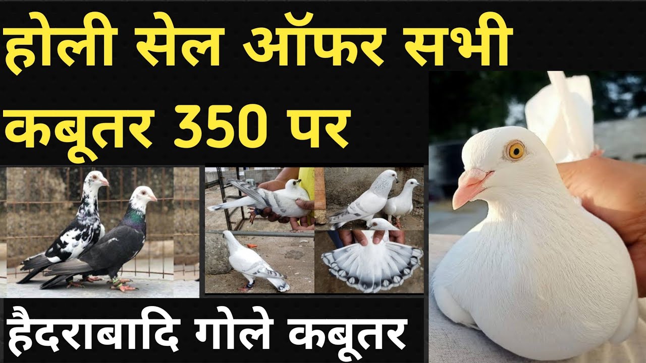 होली सेल ऑफर 350 पर कबूतर | Dubaj Mdrasi Kabutr |Hadrabadi Gole Kabutar |2/03/26 [7428613578]