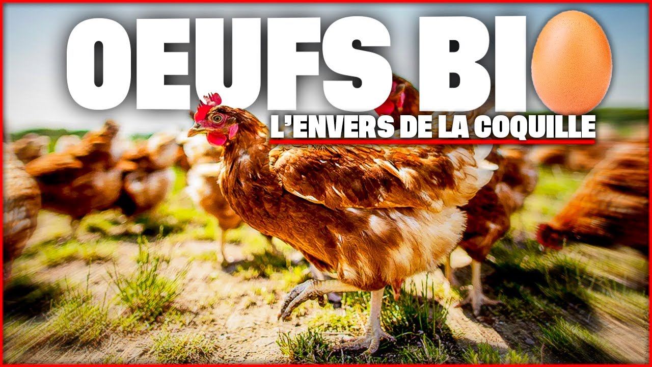 Derrière les oeufs bio...