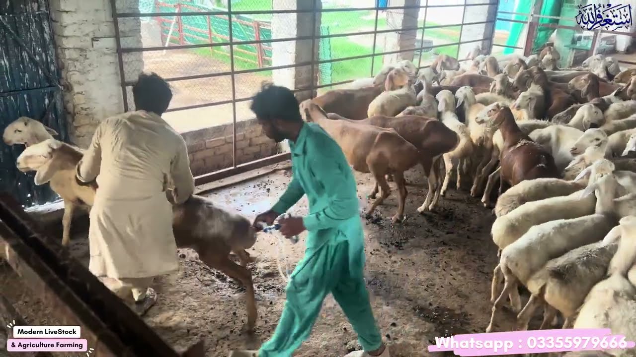 ETV Vaccines of Sheep with Auto Vaccinator | Modern Farming | ای ٹی ویی ویکسین مکمل