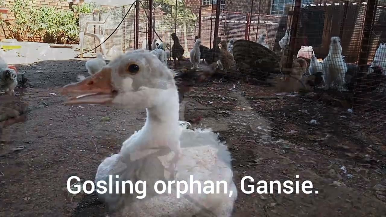 Gosling orphan, Gansie.