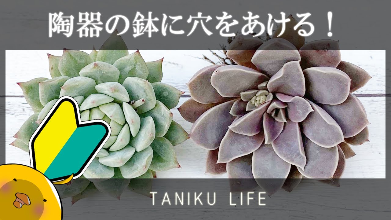 【多肉植物】穴が開いてないなら開けてみよう！【succulent】