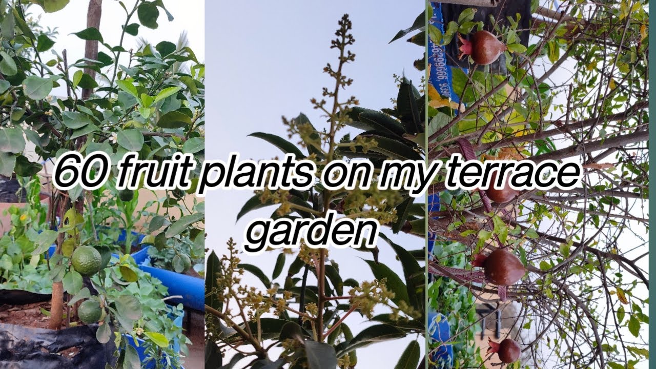 60 fruit plants in my terrace garden ,dont miss.