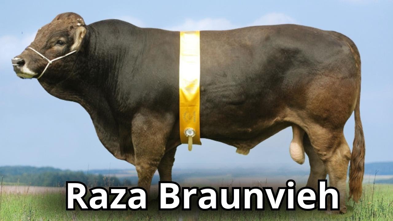 Raza bovina Braunvieh. El ganado Pardo Suizo Europeo para carne.