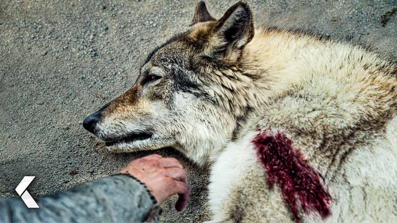 Wolf Attack Encounter Scene - Alpha (2018)