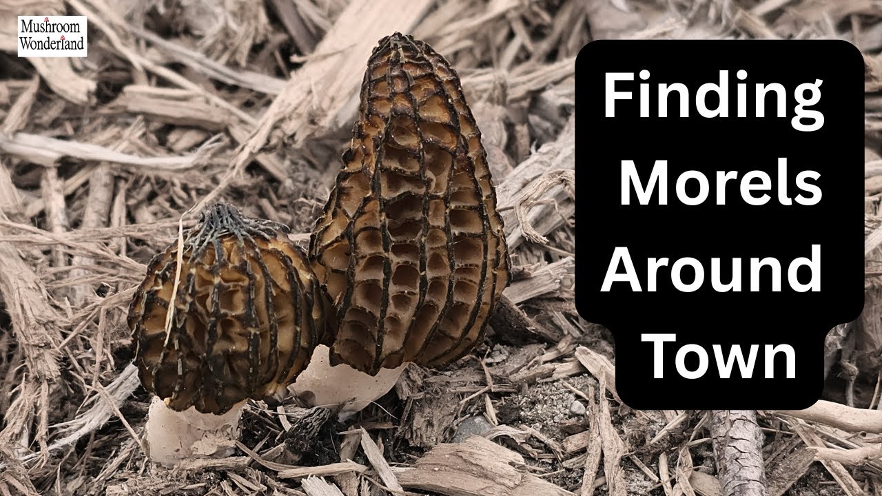 Finding Morels Around Town