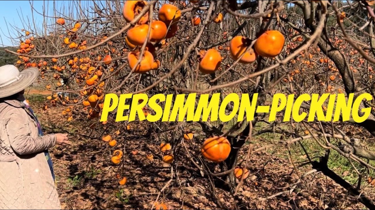 Persimmons in WOMBAT: Binalong & Murrumburah-Harden, Australian country towns