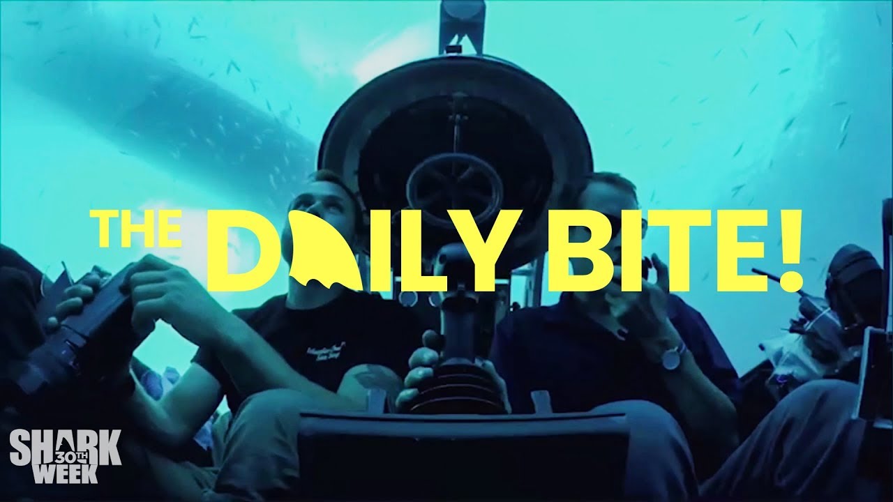 Dickie Done Did It! | Countdown to Shark Week: The Daily Bite